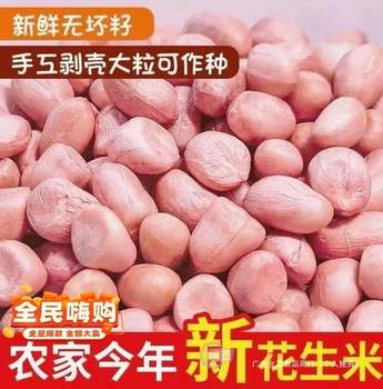 2023 New Peanuts from Henan, Large White Seeds, Fresh Large Raw Peanuts from Local Farms, Pink Kernels