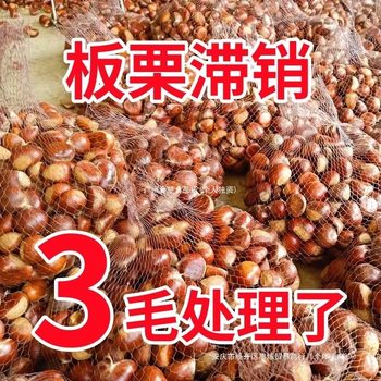Dandong Zhui Li Qianxi Chestnut 2025 Chestnut Oil Large Wild Fresh Chestnuts Fresh Tender Chestnuts