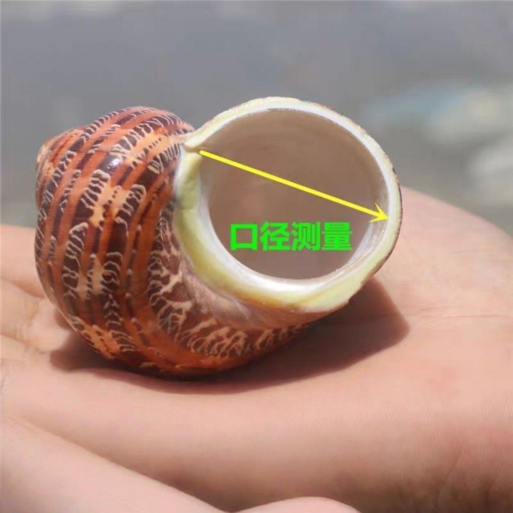 Hermit Crab Replacement Pet Shell Large Diameter Seaside Shell Decorative Shell Snail Mini small size Large Powder Mouth Free Shipping