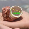 Hermit Crab Replacement Pet Shell Large Diameter Seaside Shell Decorative Shell Snail Mini small size Large Powder Mouth Free Shipping