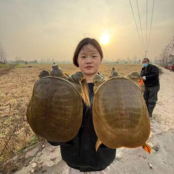 Fresh and Edible Chinese Soft-Shell Turtle, 2-2.2kg Ecological Wild-Raised Old Turtles, Cold Chain Delivery