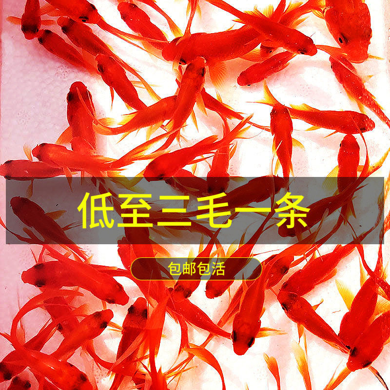 Ornamental Fish, Goldfish Fry, Can'T Kill Goldfish, Small Fish, Live Fish, Small Pets, Easy to Raise, Durable, Can'T Kill Small Goldfish