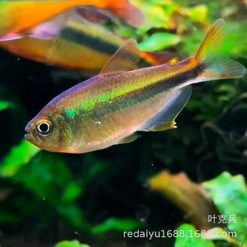 High-End Lighting for Tropical Ornamental Fish, Including Apricot Peach Lights, Sunshine Apricot Peach Lights, and Apricot Lights