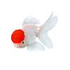 Live Goldfish, Ornamental Fish, Small Cold Water Fish, Easy to Raise and Live, Freshwater Pet Fish, Unheated Small Goldfish Fry