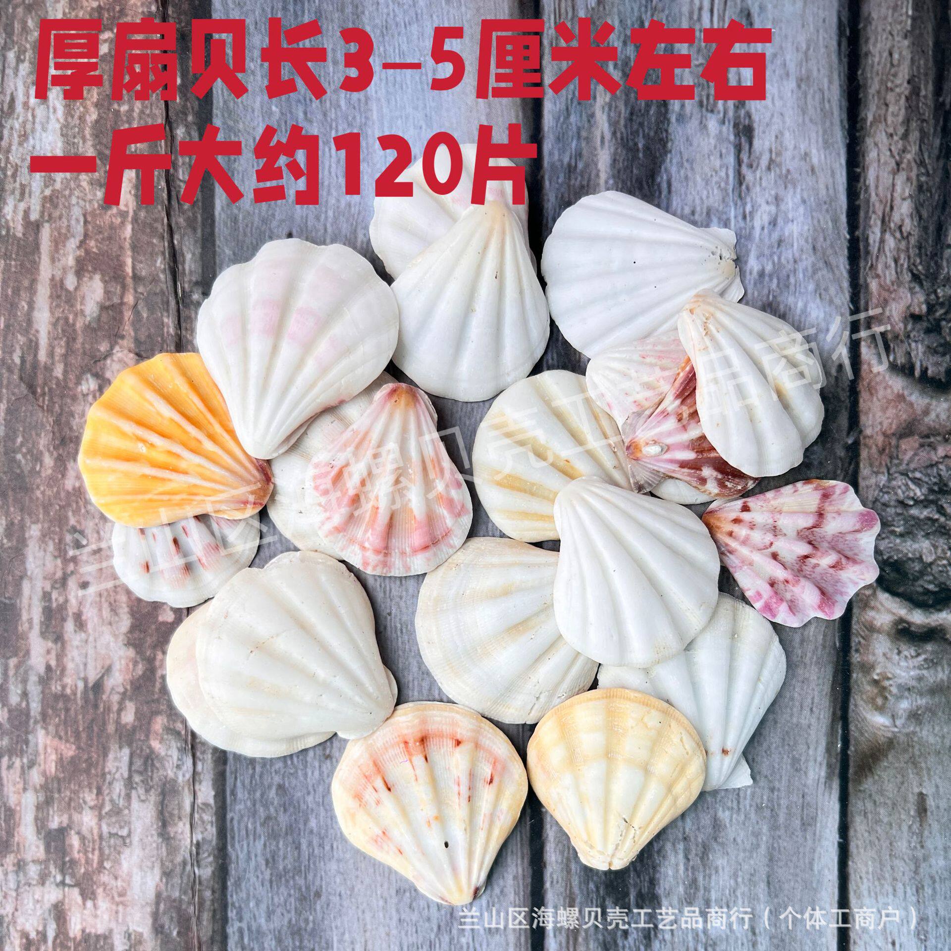 Shells Natural Shells Conch Wholesale Starfish Drift Bottle Shell Crafts DIY Handmade Shell Materials