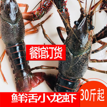 Hubei Honghu Fresh 789 Money Crayfish Fresh Live Shrimp 30 Jin 25kg Edible Red Shell Shrimp Restaurant Free Shipping