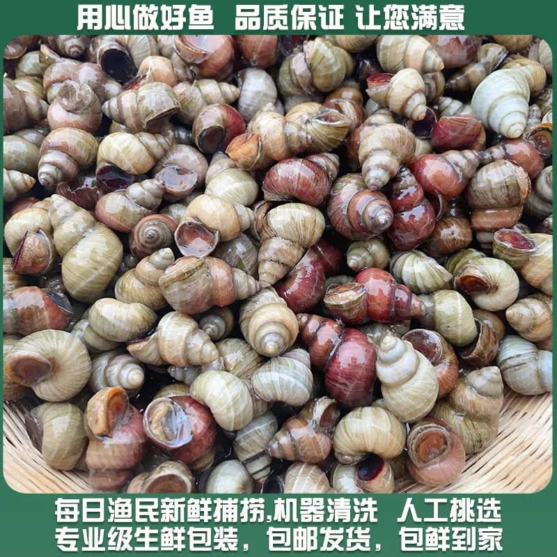Fresh Live Large Snails from Clear Water, Live Snails with Cut Tails, Freshwater Stone Snails That Expel Sand, No Mud, Wholesale Snail Meat for Commercial Use