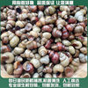Fresh Live Large Snails from Clear Water, Live Snails with Cut Tails, Freshwater Stone Snails That Expel Sand, No Mud, Wholesale Snail Meat for Commercial Use