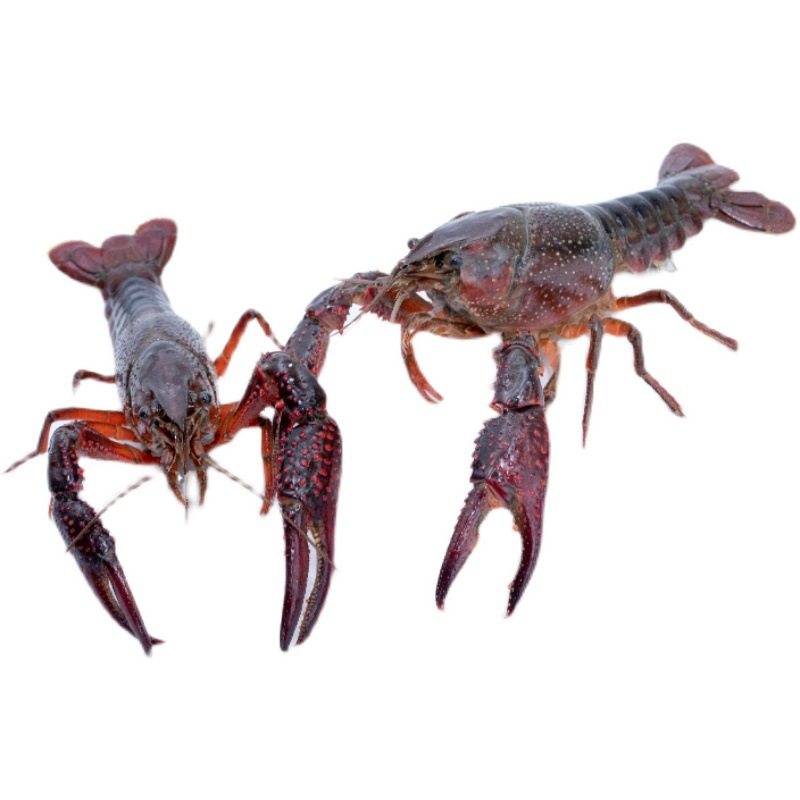 Fresh Crayfish Hubei Spot Small Green Medium Green Large Green Live Shrimp Clear Water Crayfish Aquatic Products Restaurant Commercial