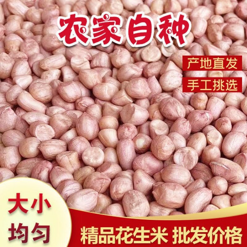 Peanut wholesale season new goods 5kg shell-less peanut seeds selected large particles farm self-growing direct sales