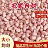 Peanut wholesale season new goods 5kg shell-less peanut seeds selected large particles farm self-growing direct sales