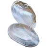 Natural Shell Mother-Of-Pearl Freshwater River Clam Painting Graffiti Shooting Props Ornaments Fruit Plate Fish Tank Landscaping
