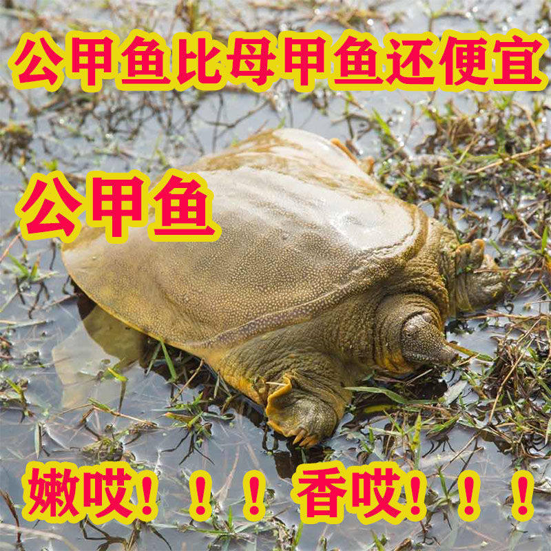 Fresh and Live Soft-Shell Turtles from Outdoor Ponds, Small Turtle Hatchlings, Male and Female Chinese Soft-Shell Turtles, Aquatic Turtles, Specialty Breeding Origin, Aliexpress