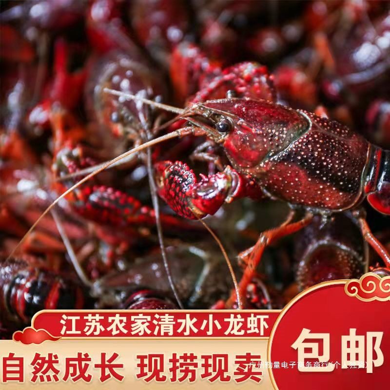 Fresh Crayfish Aquatic Products 5 Pounds 567 Yuan Huaian Jinhu Clear Water Live Shrimp Rice Field Freshwater Shrimp Extra Large Lobster Seafood