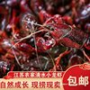 Fresh Crayfish Aquatic Products 5 Pounds 567 Yuan Huaian Jinhu Clear Water Live Shrimp Rice Field Freshwater Shrimp Extra Large Lobster Seafood