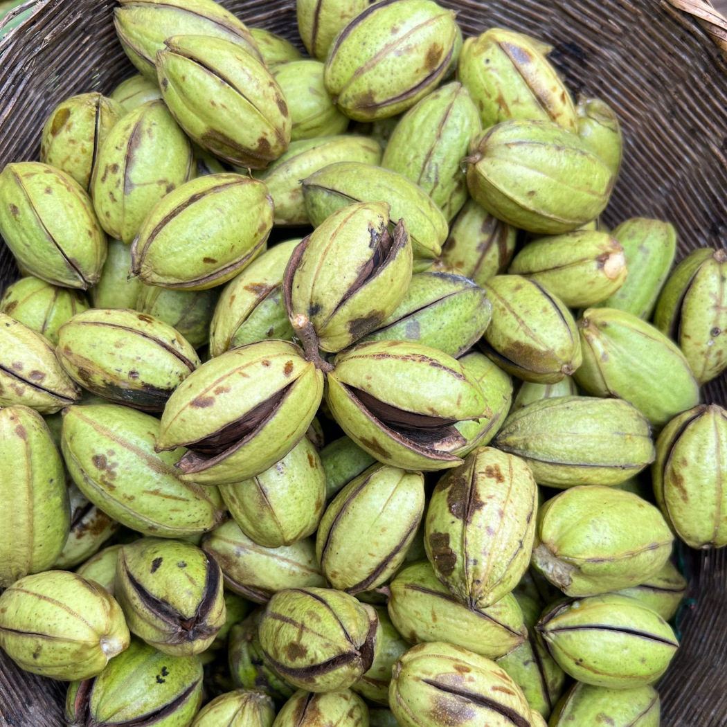 [Ms. Lin] Fresh Pecans from Yunnan Plateau (with Green Skin Removed) 0.5kg / 1.0kg / 1.5kg Packs