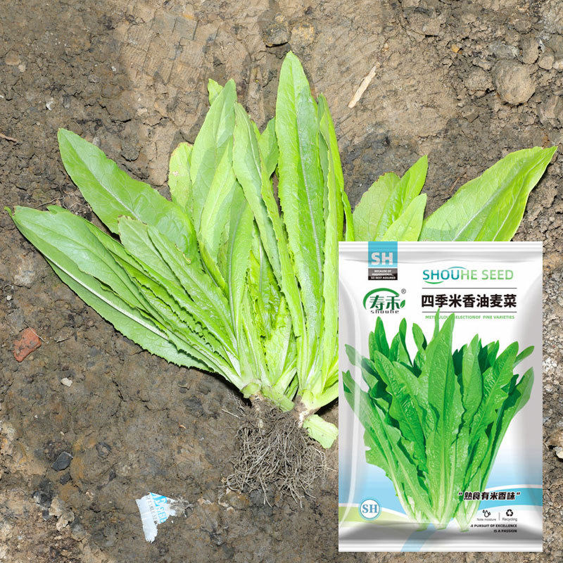 Wholesale Four-Season Leafy Vegetable Seeds, Coriander, Cabbage, Radish, Rapeseed, Lettuce, Green Vegetable Seeds, Spinach