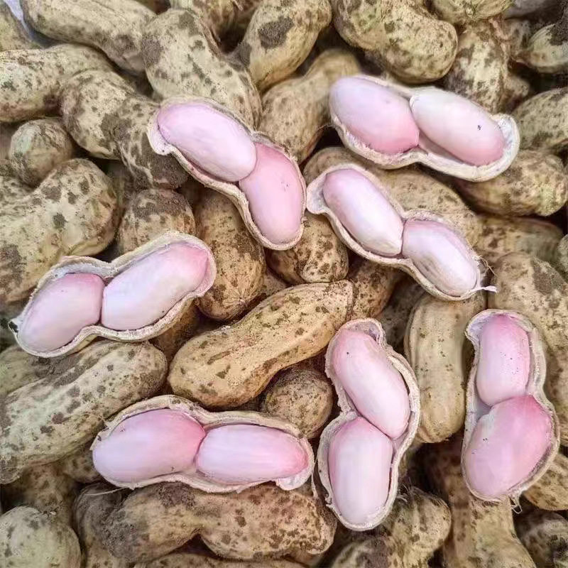 2025 Fresh Peanuts, Farm Freshly Dug Pink-Skinned Peanuts, Boiled Peanuts, Shelled Fresh Wet Peanuts with Slight Mud
