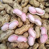 2025 Fresh Peanuts, Farm Freshly Dug Pink-Skinned Peanuts, Boiled Peanuts, Shelled Fresh Wet Peanuts with Slight Mud