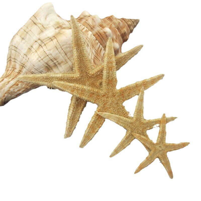 520 flowers starfish gift Amber decoration natural conch shell eternal flower decoration 3.5-8cm