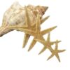 520 flowers starfish gift Amber decoration natural conch shell eternal flower decoration 3.5-8cm
