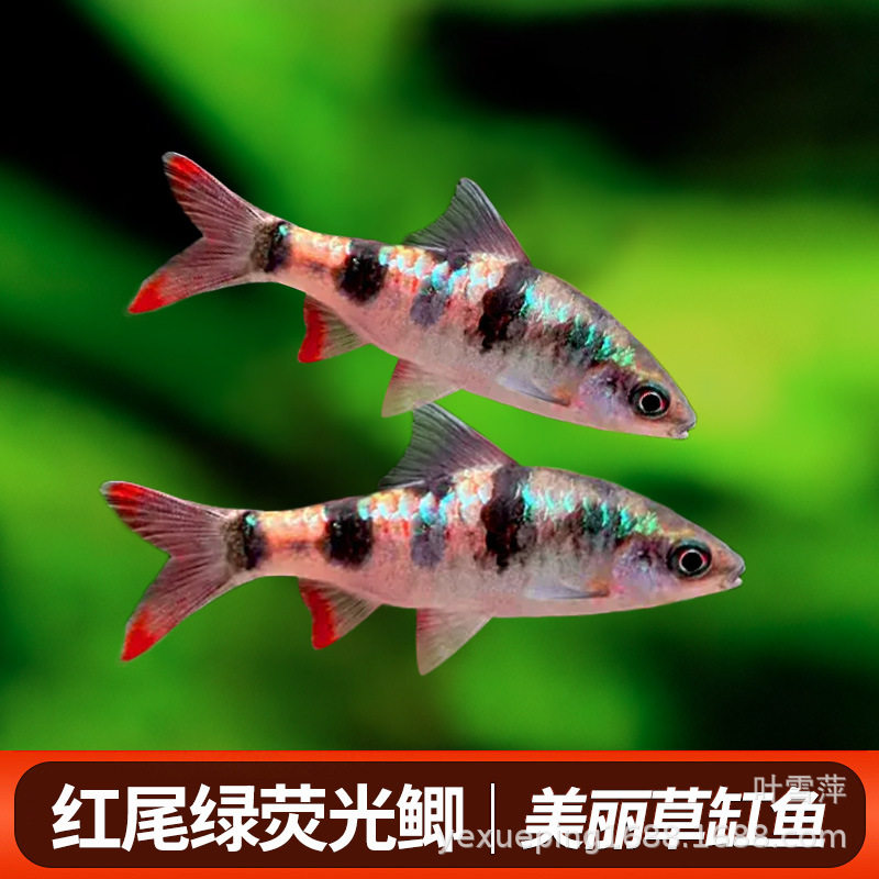 Red Tail Green Fluorescent Crucian Carp Native Cold Water Fish Tropical Fish Freshwater Ornamental Fish Diamond Rainbow Crucian Carp Live Fish Wholesale