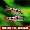 Red Tail Green Fluorescent Crucian Carp Native Cold Water Fish Tropical Fish Freshwater Ornamental Fish Diamond Rainbow Crucian Carp Live Fish Wholesale