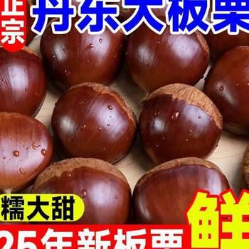 Dandong Extra Large Chestnut King, Freshly Picked Raw Chestnuts, Glutinous and Sweet, Seasonal, Net Weight Shipped, Cross-Border E-Commerce