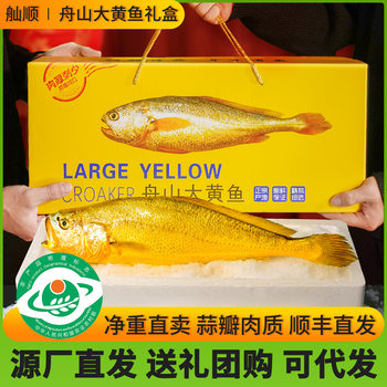 Zhenhai Large Yellow Croaker Gift Box, Deep-Sea Small Yellow Croaker, Fresh Frozen Seafood, Semi-Wild Aquatic Product for Commercial Use