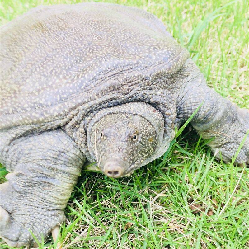 Popular Product Directly Supplied from the Place of Origin [Fresh Live Turtles Delivered Alive] Large Live Turtles, Chinese Seafood
