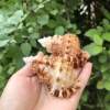 Natural Stone Snail Gold Mouth Frog Snail Shell Conch Horn Blow Shell Ornaments Crafts Fish Tank Landscape