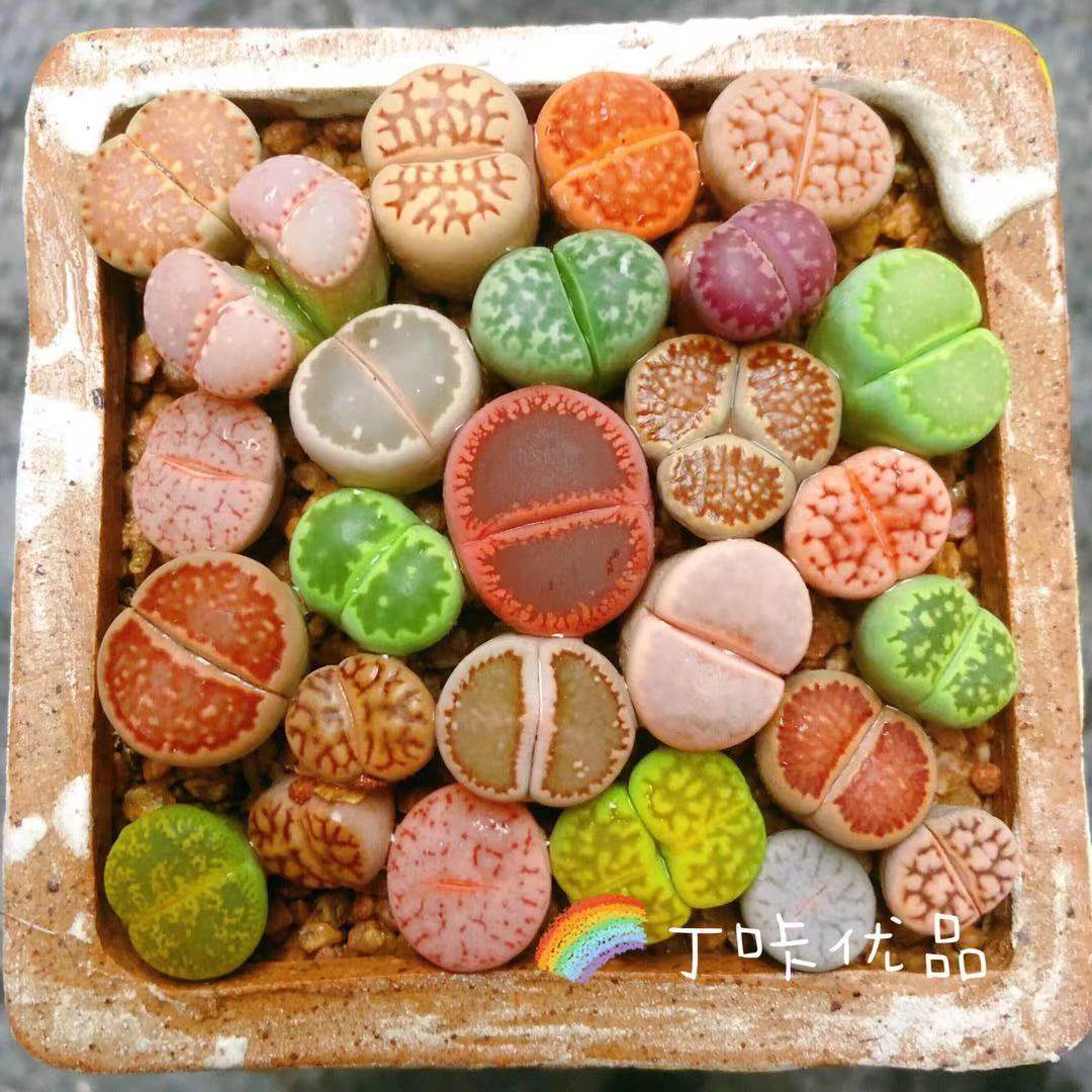 Stone Flower Succulent Plant Desktop Potted Pp Flower Butt Hydroponic Flower Absorbs Radiation Oversized Stone Flower Butt Flower