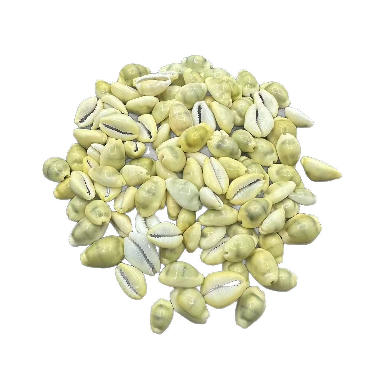 Shells and Conch Shells Sold by the Pound, Direct from the Manufacturer, Colorful Scallops, Handmade Small White Shells, Mixed for Aquarium Landscaping, Starfish