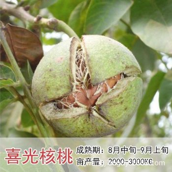 Walnut Saplings for Ornamental Purposes, Lai Shui Hemp Walnut Tree Potted Plants, Wild Official Hat Four-Story Lion Head Finished Saplings