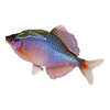 Betta Fish, Ornamental Fish, Cold Water Fish, Native Fish, Colorful Betta Fish, High Body Betta Fish, Small Freshwater Fish, Easy to Care for