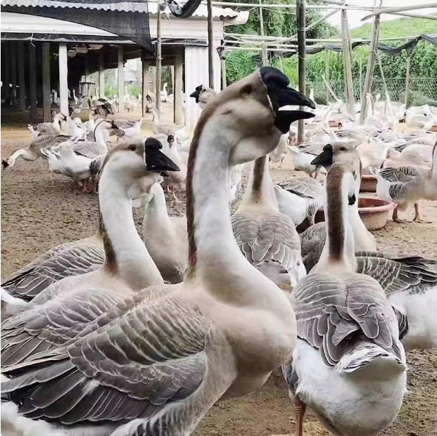 Hot Selling Fresh Goose Eggs, Farm-Raised Free-Range Goose Eggs, Wild River Water-Raised Goose Eggs, Large and Good Eggs