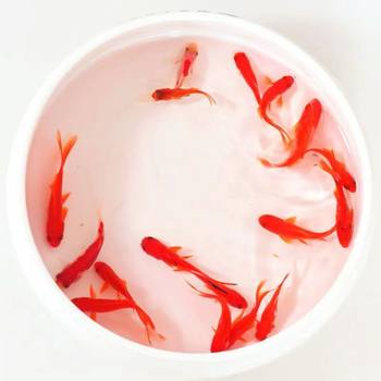 Cold Water Small Goldfish Ornamental Fish Boutique Pure Koi Fish Small Ornamental Fish Durable Cold Water Fish Fry Red Grass Goldfish
