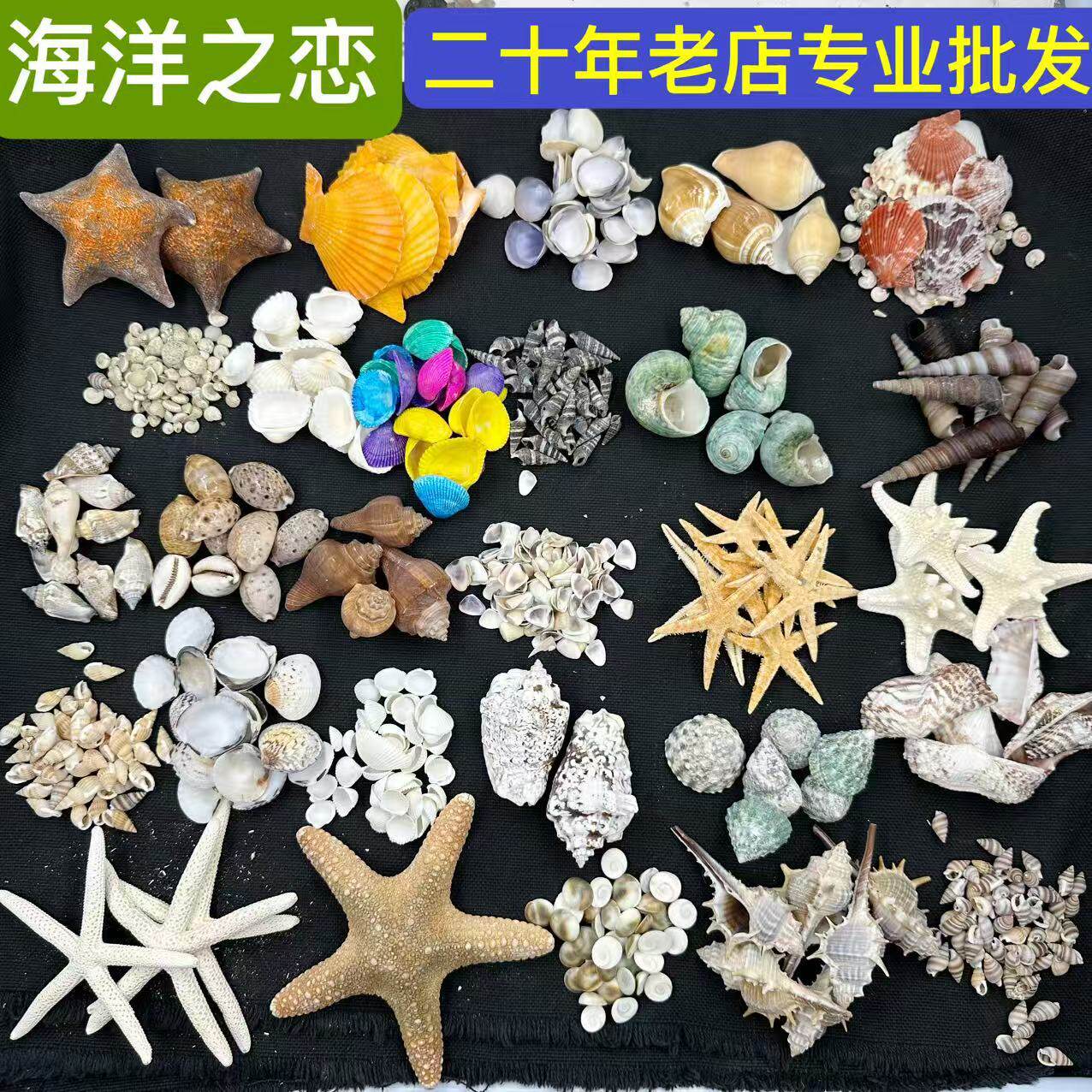 Shells and Conch Shells Sold by the Pound, Direct from the Manufacturer, Colorful Scallops, Handmade Small White Shells, Mixed for Aquarium Landscaping, Starfish