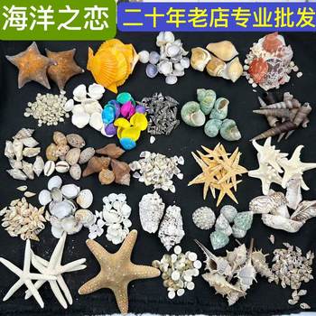 Shells and Conch Shells Sold by the Pound, Direct from the Manufacturer, Colorful Scallops, Handmade Small White Shells, Mixed for Aquarium Landscaping, Starfish