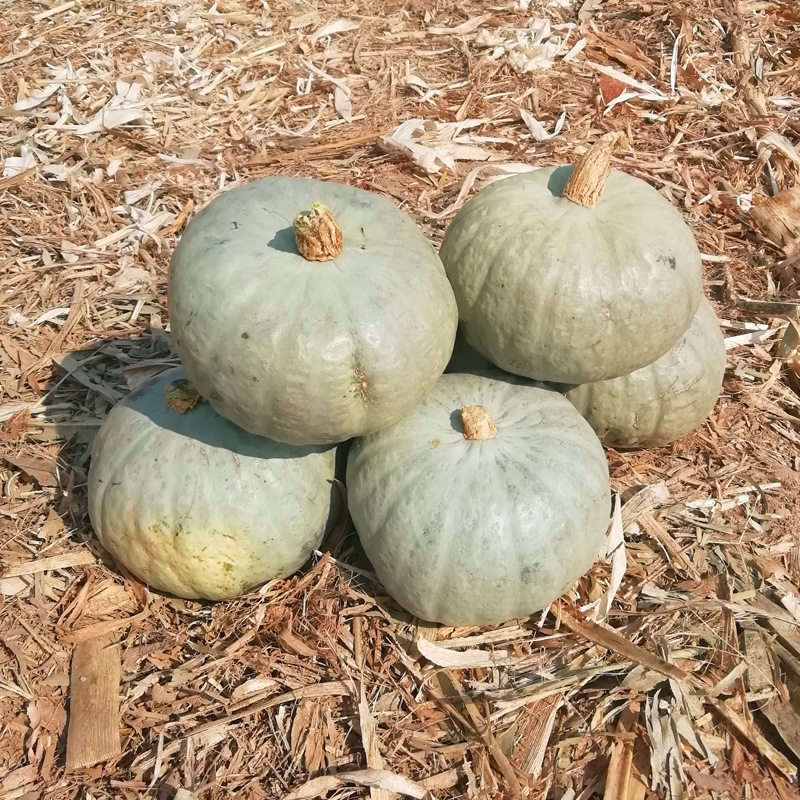 Xinjiang Silver Chestnut Pumpkin 2.5kg Chestnut Pumpkin Silver Skin Gray Skin Chestnut Flavor Old Pumpkin Non-Babe Small Pumpkin