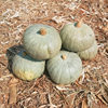 Xinjiang Silver Chestnut Pumpkin 2.5kg Chestnut Pumpkin Silver Skin Gray Skin Chestnut Flavor Old Pumpkin Non-Babe Small Pumpkin