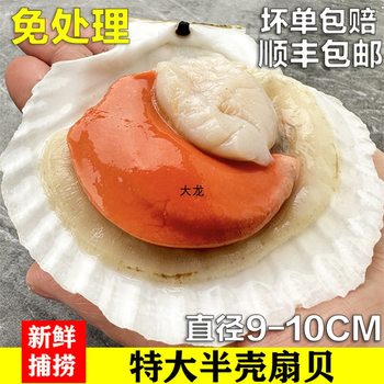 Half-Shell Frozen Scallops, Fresh Summer Scallops, Fresh Garlic Vermicelli, Barbecue Seafood, Scallop Meat, Commercial Free Shipping