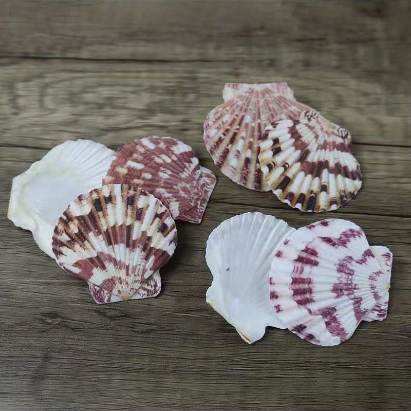 Natural Shell Conch Starfish Material Package Hand-Shot Background Wind Chime Drift Bottle Fish Tank Decoration Set