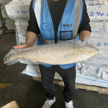 Myanmar Shad River Fish, Fragrant Steamed Sanli Fish, Chilled Migratory Freshwater Fish, Seafood, Aquatic Products, Commercial Wholesale Grilled Fish