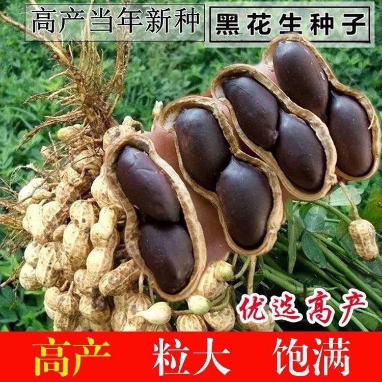 2025 New Selenium-Rich Black-Skinned Peanuts, Black Peanuts, Pure Black Raw Shelled, High-Quality Seeds, Specialty Products, Free Shipping