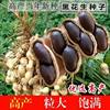 2025 New Selenium-Rich Black-Skinned Peanuts, Black Peanuts, Pure Black Raw Shelled, High-Quality Seeds, Specialty Products, Free Shipping