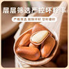 2.5kg Bulk Wholesale] Northeastern Pine Nuts 2025 New Hand-Peeled Large Nut Snacks Non-Fried Pine Nuts