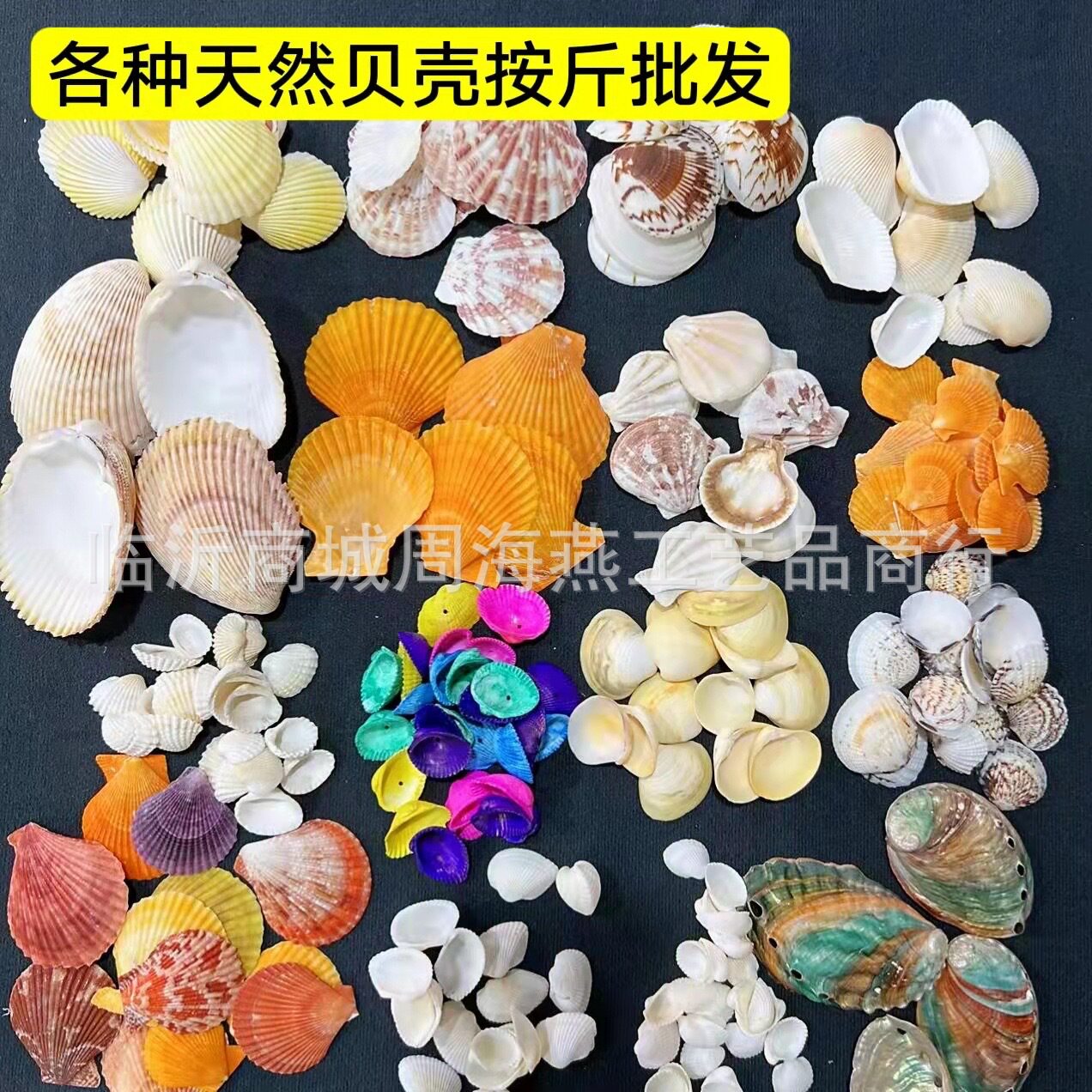 Shells and Conch Shells Sold by the Pound, Direct from the Manufacturer, Colorful Scallops, Handmade Small White Shells, Mixed for Aquarium Landscaping, Starfish