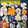 Shells and Conch Shells Sold by the Pound, Direct from the Manufacturer, Colorful Scallops, Handmade Small White Shells, Mixed for Aquarium Landscaping, Starfish