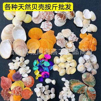 Shell Natural Conch Shell Wholesale Supply Origin Fish Tank Landscaping Crafts Consumables 1- 9cm